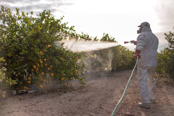 Best Emergency Pest Control  in Kulpmont, PA